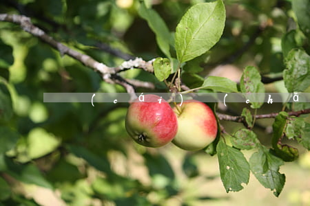 財(cái)產(chǎn)抵押合同