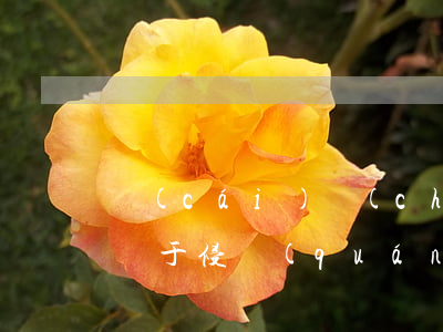 財(cái)產(chǎn)損害賠償糾紛屬于侵權(quán)的一種嗎