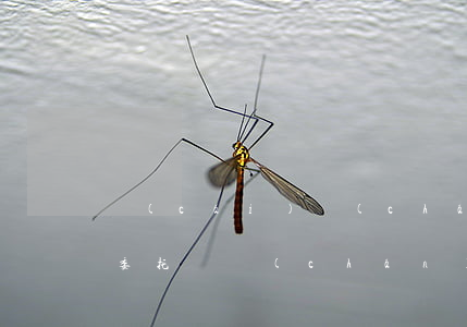 財(cái)產(chǎn)繼承律師怎么委托(遺產(chǎn)繼承房產(chǎn)過(guò)戶(hù)律師)