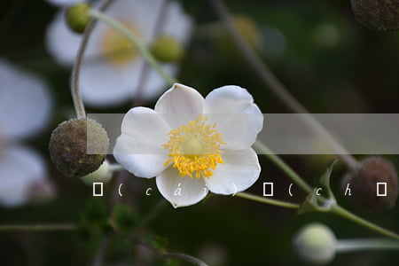 財(cái)產(chǎn)繼承要公證嗎