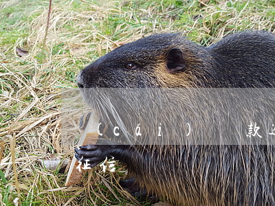 財(cái)鳥貸款逾期上征信嗎(蜂鳥貸上征信嗎)