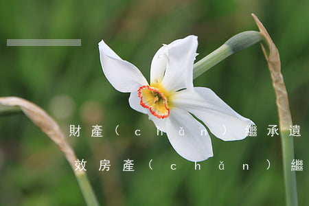 財產(chǎn)繼承遺囑怎么寫法律才有效(房產(chǎn)繼承為了繼承怎么寫遺囑呢)
