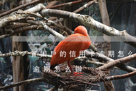 貧困戶的信用卡逾期怎么辦(貧困戶的信用卡逾期怎么辦)