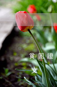貧困證明范文(小學(xué)生貧困證明范文)