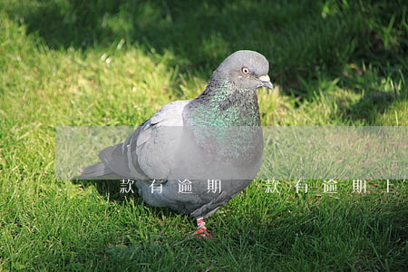 貨款有逾期(貨款有逾期上征信了怎么處理)