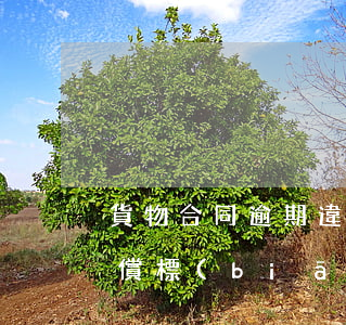 貨物合同逾期違約金(貨物合同逾期違約金賠償標(biāo)準(zhǔn))