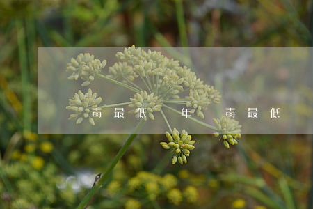 販毒最低幾年(販毒最低幾年起步)