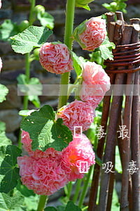 販毒最少會(huì)判多少時(shí)間(吸毒販毒最少判幾年)
