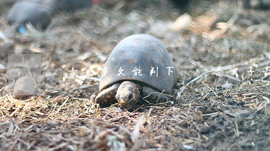 販毒案多久能判下來(販毒案子最低判多久)