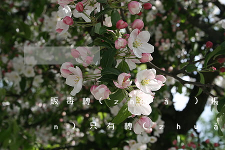 販毒轉(zhuǎn)賬記錄不承認(rèn)(只有轉(zhuǎn)賬記錄能判販毒)