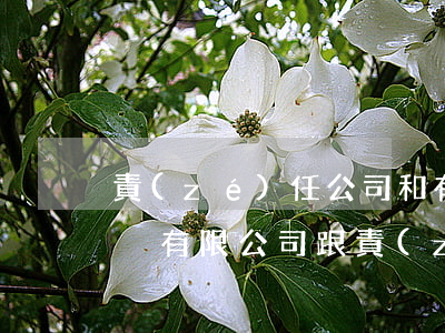 責(zé)任公司和有限公司的區(qū)別(有限公司跟責(zé)任有限公司的區(qū)別)