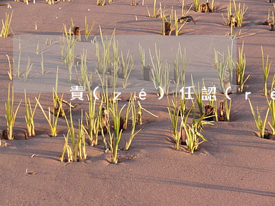 責(zé)任認(rèn)定不同如何賠付