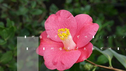 貴州信用卡欠款可以協(xié)商還本金嗎-貴州信用卡欠款可以協(xié)商還本金嗎知乎