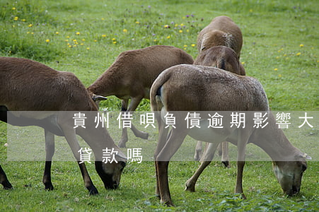 貴州借唄負債逾期影響大嗎(借唄逾期了影響貸款嗎)