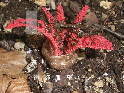 貴州房產(chǎn)律師怎么收費(貴陽市律師服務(wù)收費平均價格)