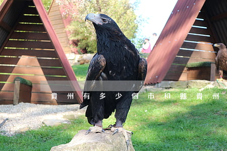 貴州有多少個市和縣(貴州有多少個市和縣城)