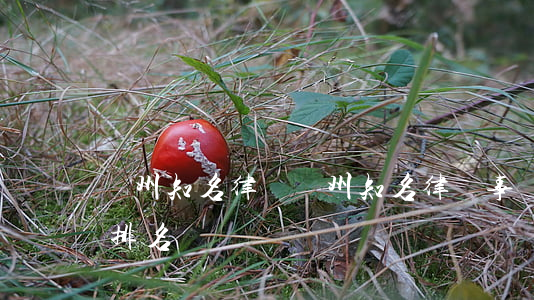 貴州知名律師(貴州知名律師事務(wù)所排名)