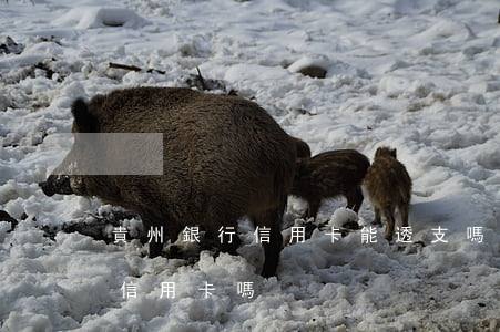 貴州銀行信用卡能透支嗎(貴州銀行可以辦理信用卡嗎)