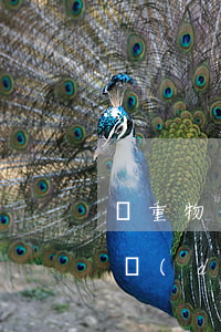 貴重物品托運(yùn)時(shí)受損，當(dāng)事人索賠3萬(wàn)元，最終獲賠1.8萬(wàn)，原因是……
