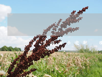 貴陽市信用卡逾期處理(貴陽銀行逾期貸款)