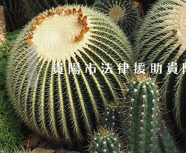 貴陽市法律援助(貴陽市法律援助中心地址)