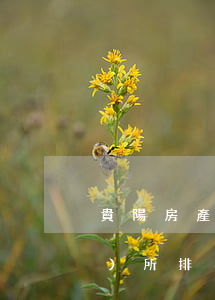 貴陽房產(chǎn)糾紛律師事務(wù)所排名(貴陽最大的律師所有哪幾個)