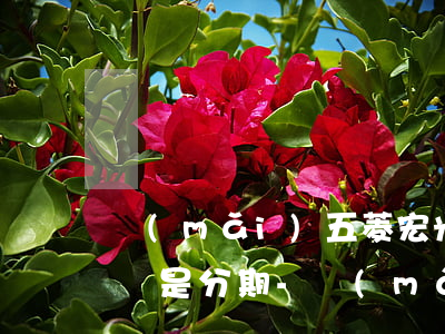 買(mǎi)五菱宏光plus一般是全款還是分期-買(mǎi)五菱宏光plus一般是全款還是分期的