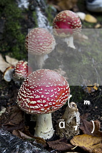 買(mǎi)賣(mài)合同糾紛開(kāi)庭后多久判決