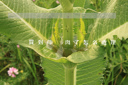 買到母豬肉了怎么處理