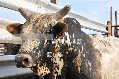 買受人逾期付款與開發(fā)商法律責任-付款人開戶行對付款人逾期支付款項收取賠償金