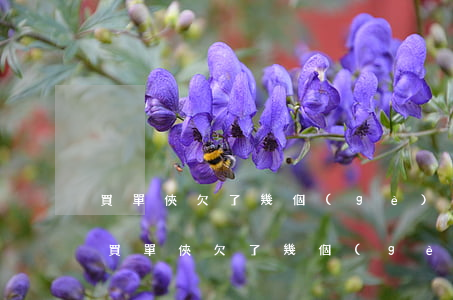買單俠欠了幾個(gè)月沒(méi)還(買單俠欠了幾個(gè)月沒(méi)還)