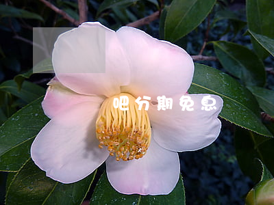 買單吧分期免息