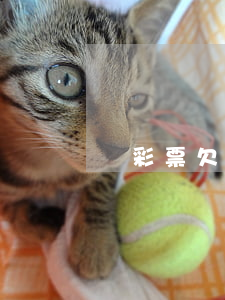 買彩票欠錢可以起訴嗎(欠彩票錢能到法院起訴嗎)