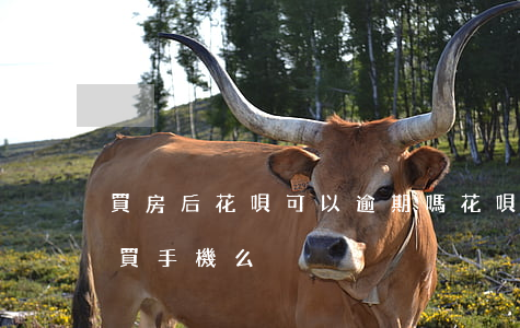 買房后花唄可以逾期嗎(花唄逾過期可以首付買手機么)