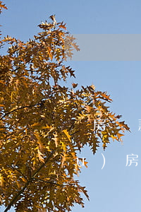 買房貸款注意事項(xiàng)(購(gòu)房貸款注意事項(xiàng))