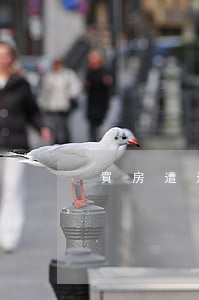 買房遭遇價(jià)格欺詐怎么辦