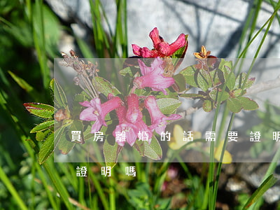 買房離婚的話需要證明嗎(買房離婚的話需要證明嗎)
