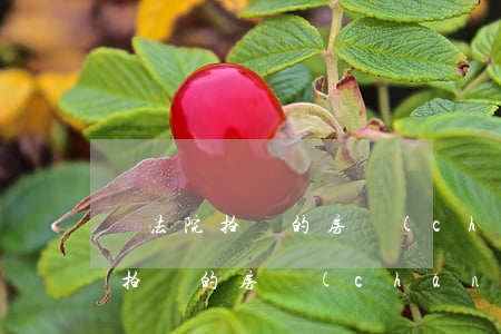 買法院拍賣的房產(chǎn)可以貸款嗎(拍賣的房產(chǎn)可以貸款不)