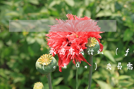 買繼承房需交什么費(fèi)用(繼承的房產(chǎn)交易需要交多少費(fèi)用)