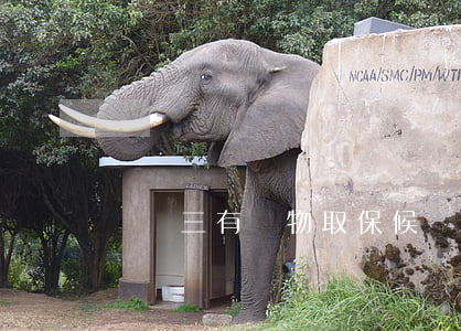買賣三有動物取保候審