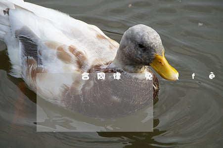 買賣合同律師免費(fèi)起訴