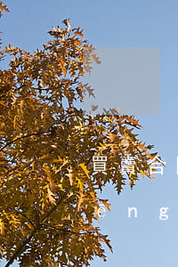買賣合同標(biāo)的物滅失的風(fēng)險承擔(dān)主體是誰