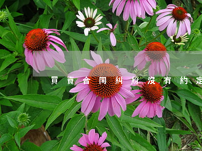 買賣合同糾紛沒有約定逾期期限-