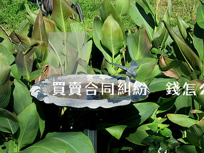 買賣合同糾紛沒錢怎么辦