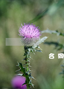 買賣合同糾紛管轄法院是哪個部門