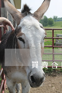 買賣合同糾紛開庭后多久下判決書