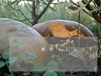 買車遭遇無(wú)賴,定金是否可以要得回