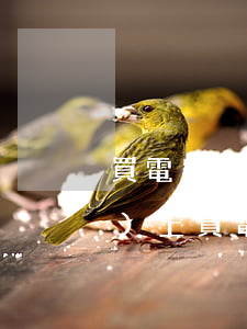 買電器可以分期免息劃算不-網(wǎng)上買電器可以分期嗎
