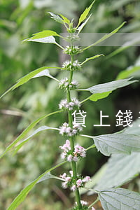 貸上錢逾期信用卡論壇(信用卡逾期吧)