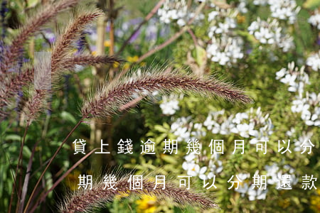 貸上錢逾期幾個月可以分期還款-貸上錢逾期幾個月可以分期還款嗎